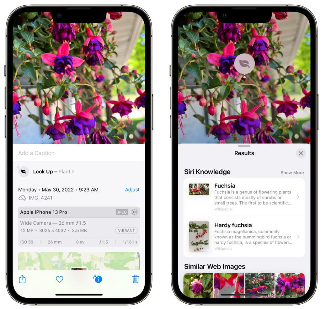 民乐苹果手机维修分享小技巧：使用 iPhone 相机识别花卉植物 